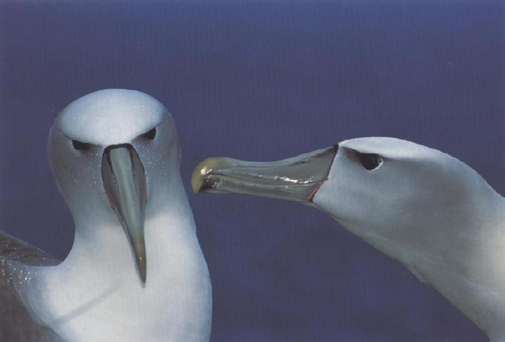 Tui De Roy; (New Zealand); Courting white-capped albatrosses